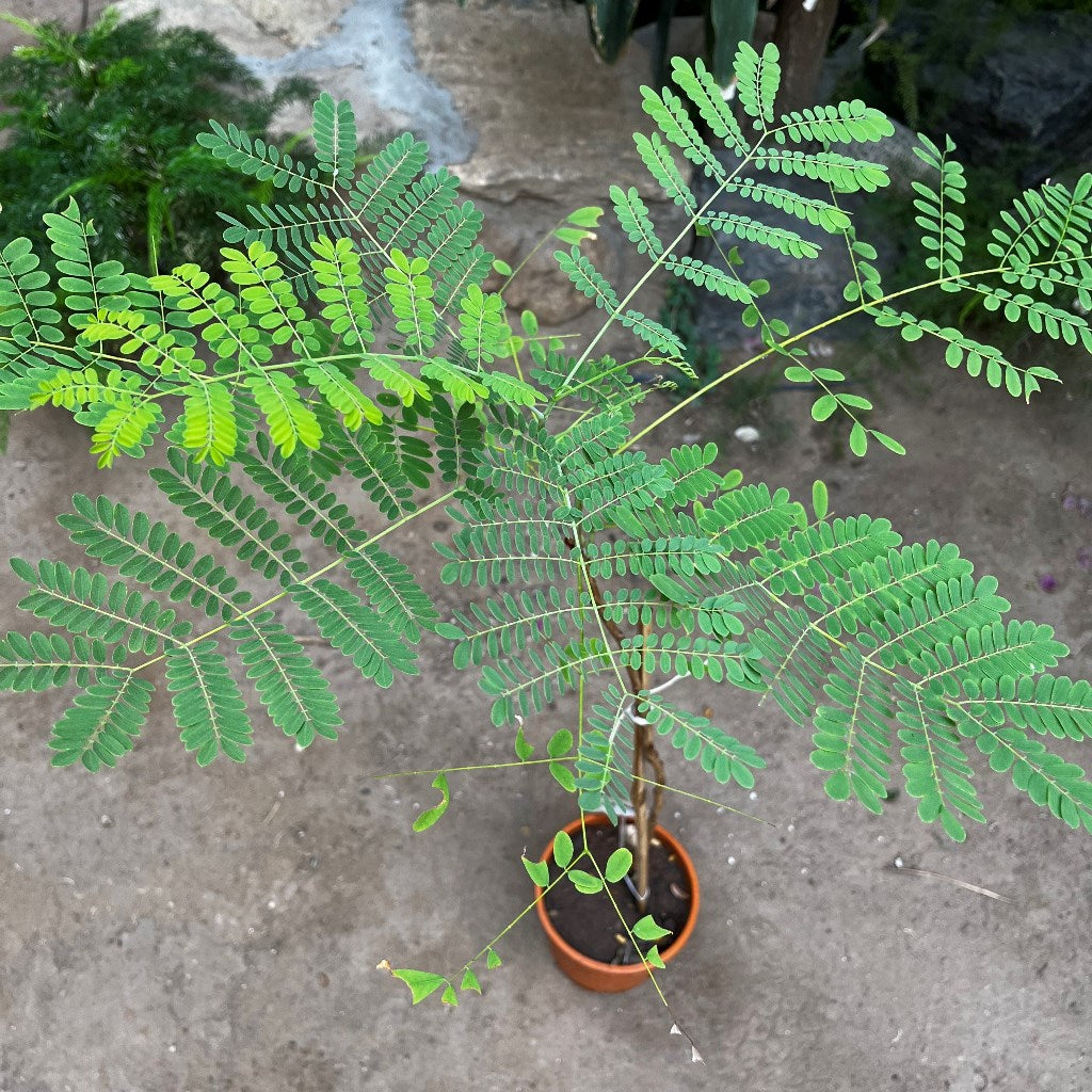  Caesalpinia Pulcherrima Guletura Plant
