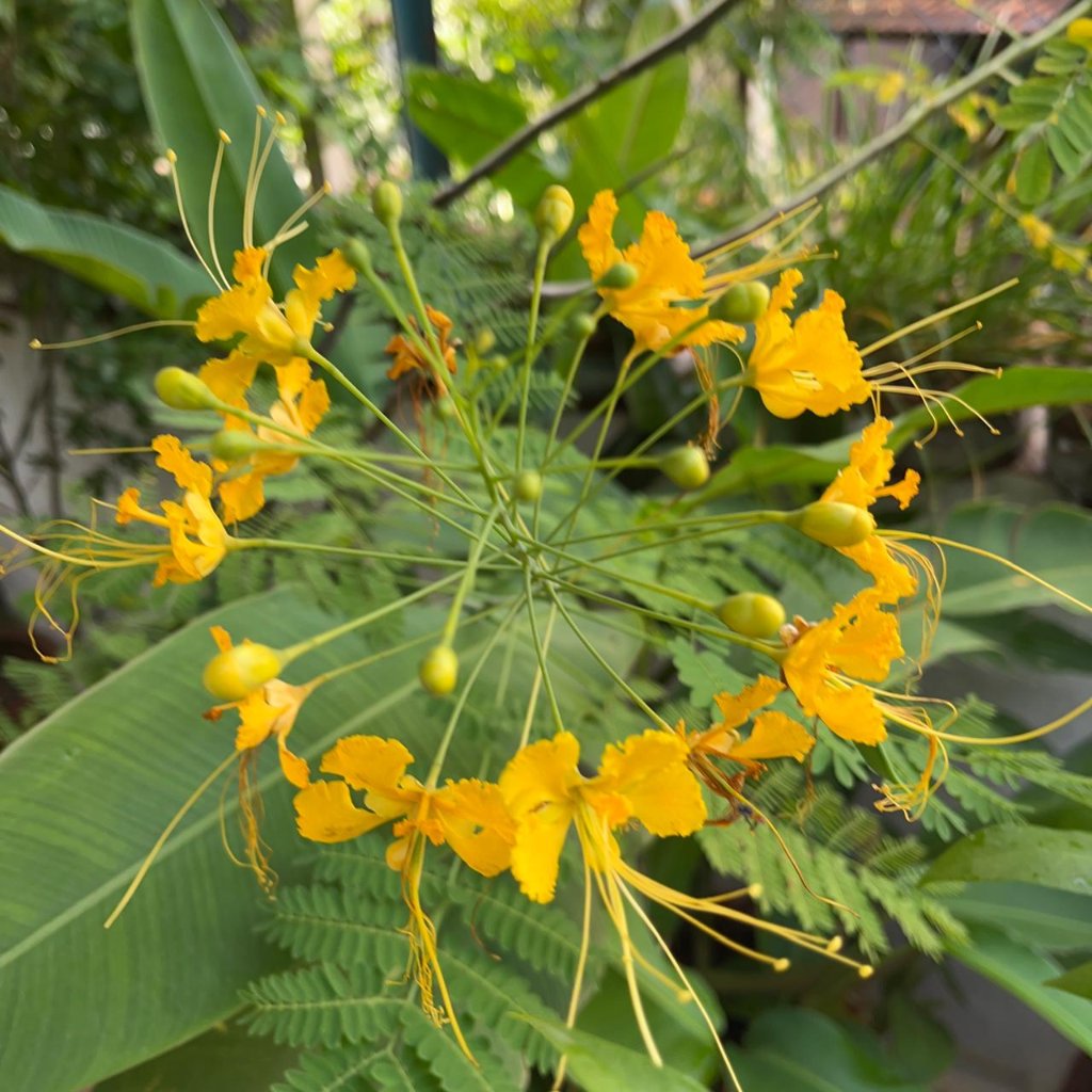  Caesalpinia Pulcherrima F. Flava Guletura Plant