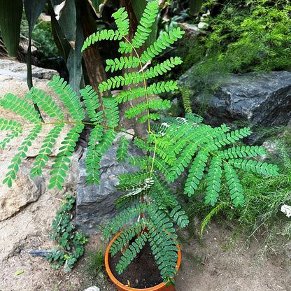  Caesalpinia Pulcherrima F. Flava Guletura Plant