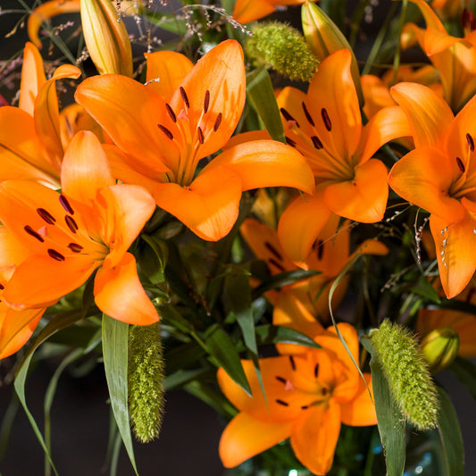  Lilium Asiatic 'Caesar's Palace' (Bulbs)
