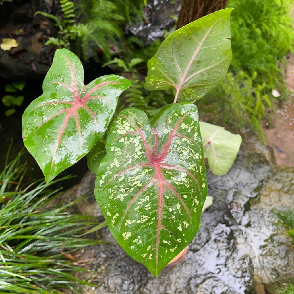  Caladium Bicolor (Bulbs)