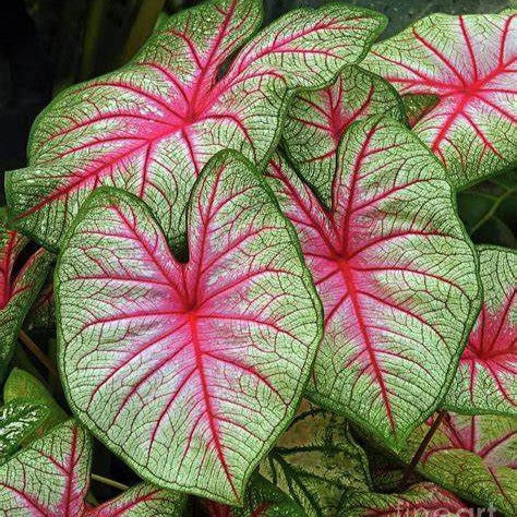  Caladium 'Bleeding Heart' Plant