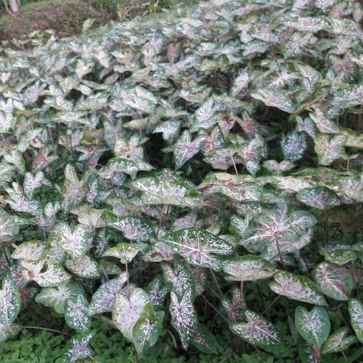  Caladium 'Candyland' Plant