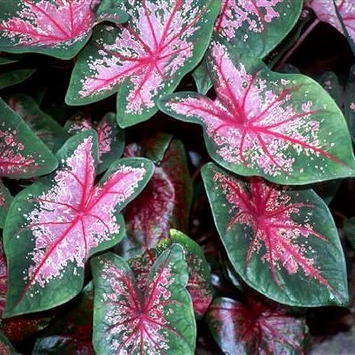 Caladium 'Fire Chief' Plant