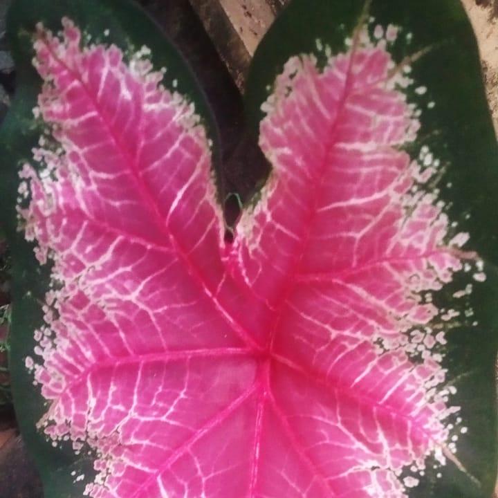  Caladium 'Fire Chief' Plant