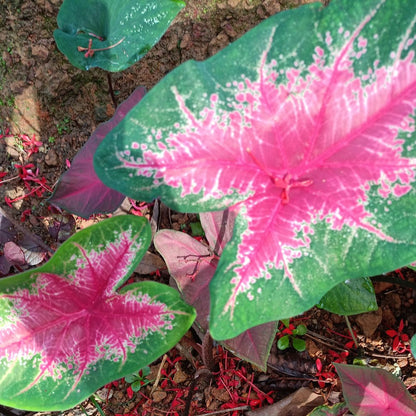  Caladium 'Fire Chief' Plant