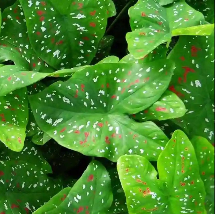  Caladium Bicolor 'Florida Clown' Plant