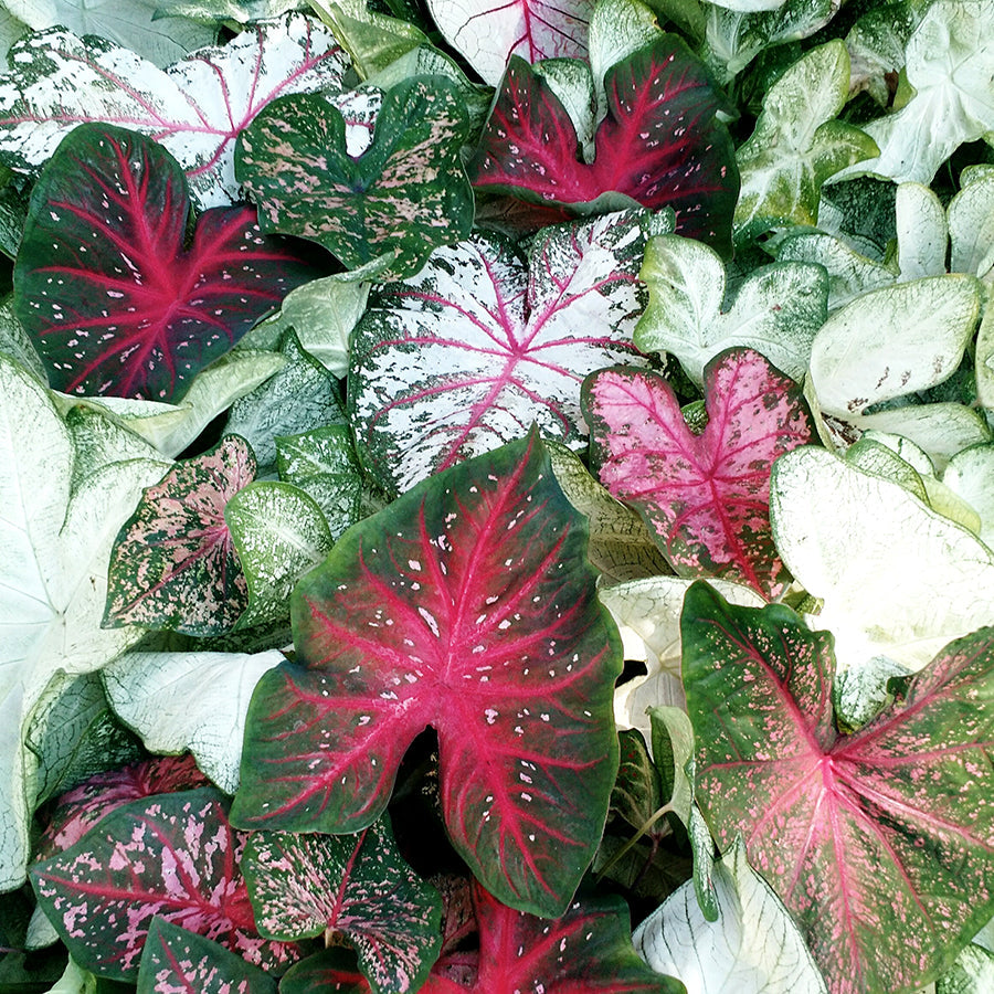  Caladium (Mixed Bulbs)