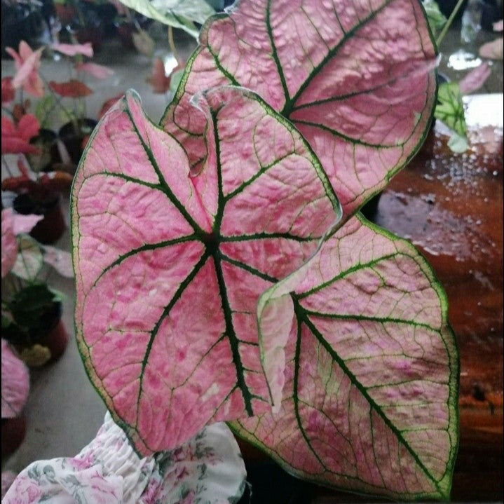  Caladium Pink Illusion (Bulbs)