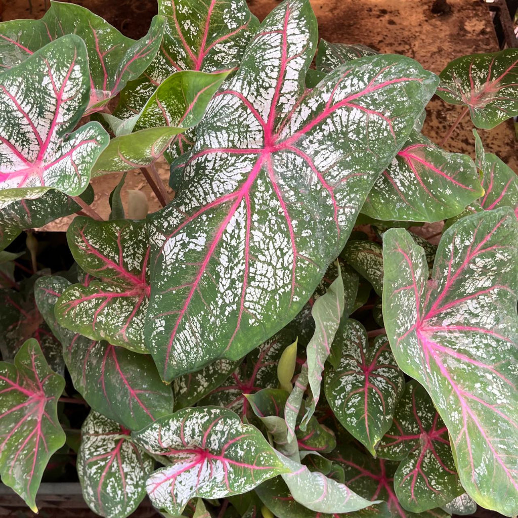  Caladium 'Red Star' Plant