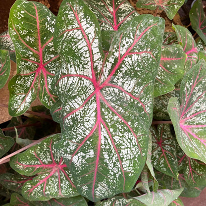 Caladium 'Red Star' Plant
