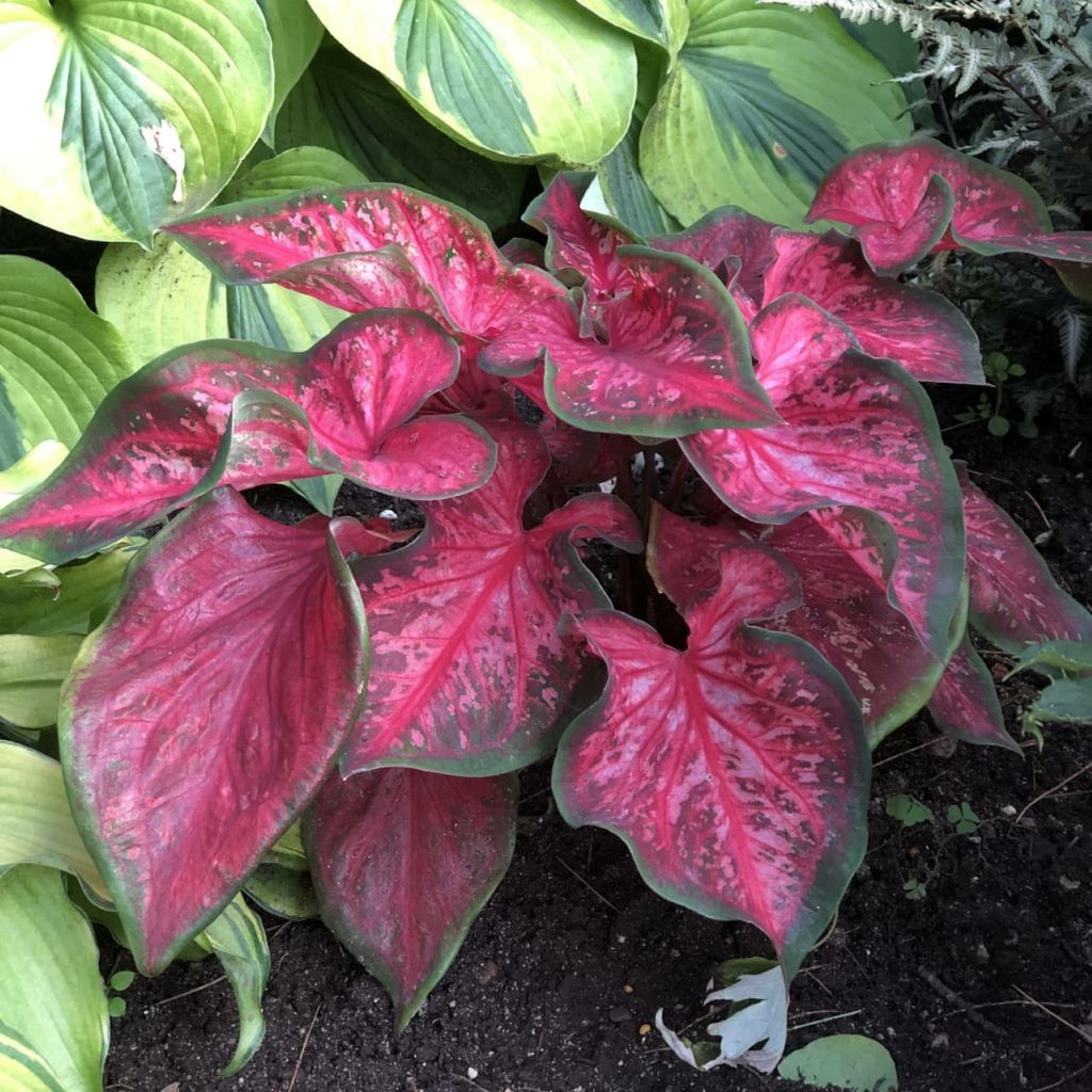  Caladium Scarlet Flame (Bulbs)
