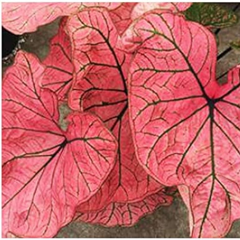  Caladium Spring Fling (Bulbs)