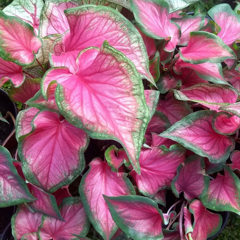  Caladium Sweetheart (Bulbs)