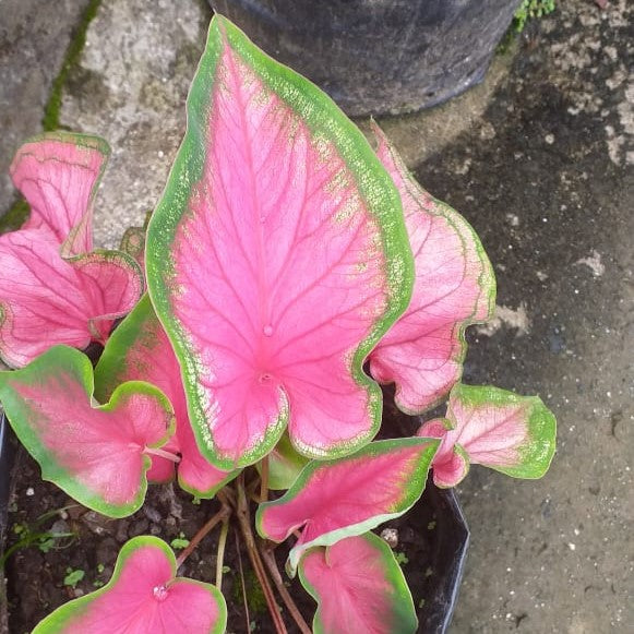  Caladium Sweetheart (Bulbs)