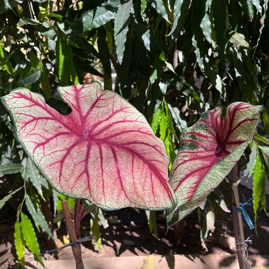  Caladium 'Bleeding Heart' Plant