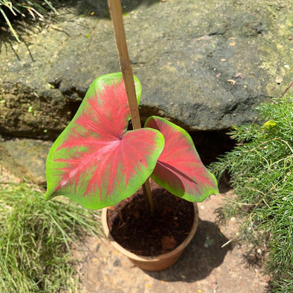  Caladium 'Brandywine' Plant