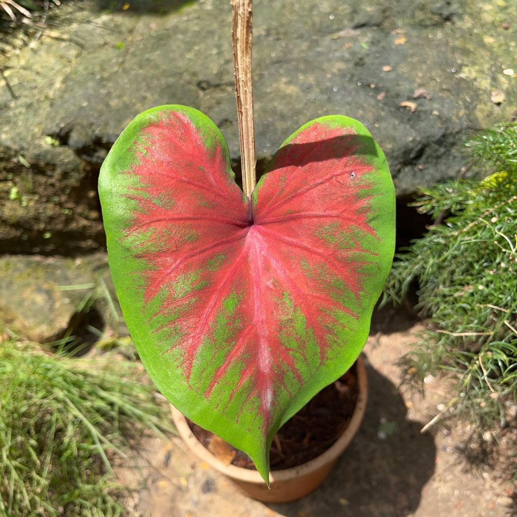  Caladium 'Brandywine' Plant