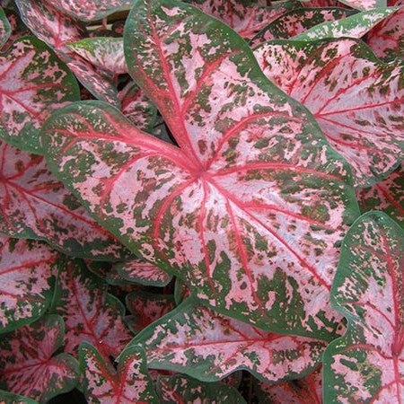  Caladium 'Carolyn Whorton' (Bulbs)