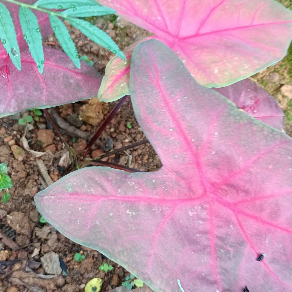  Caladium 'Fannie Munson' Plant