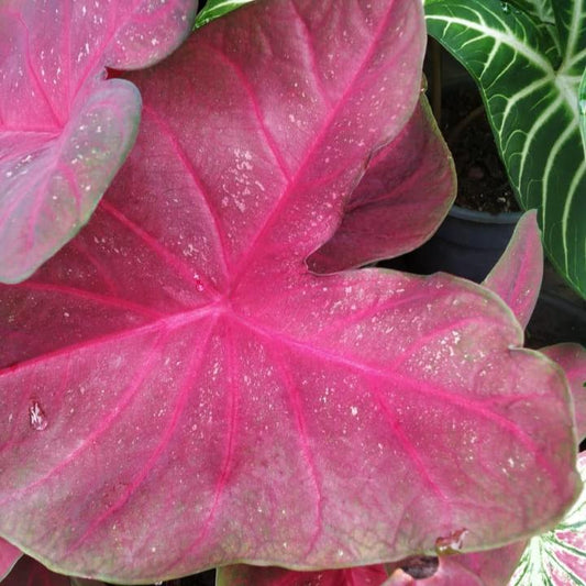  Caladium 'Fannie Munson' Plant