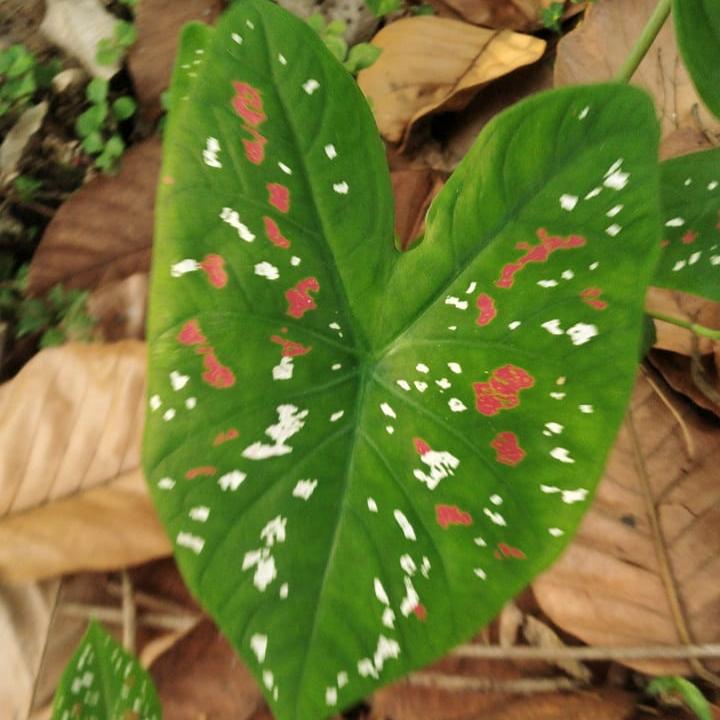  Caladium Bicolor 'Florida Clown' Plant