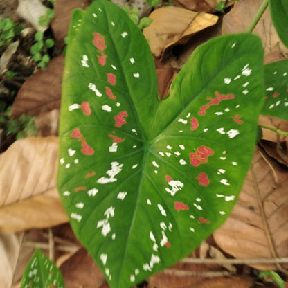  Caladium Bicolor 'Florida Clown' Plant