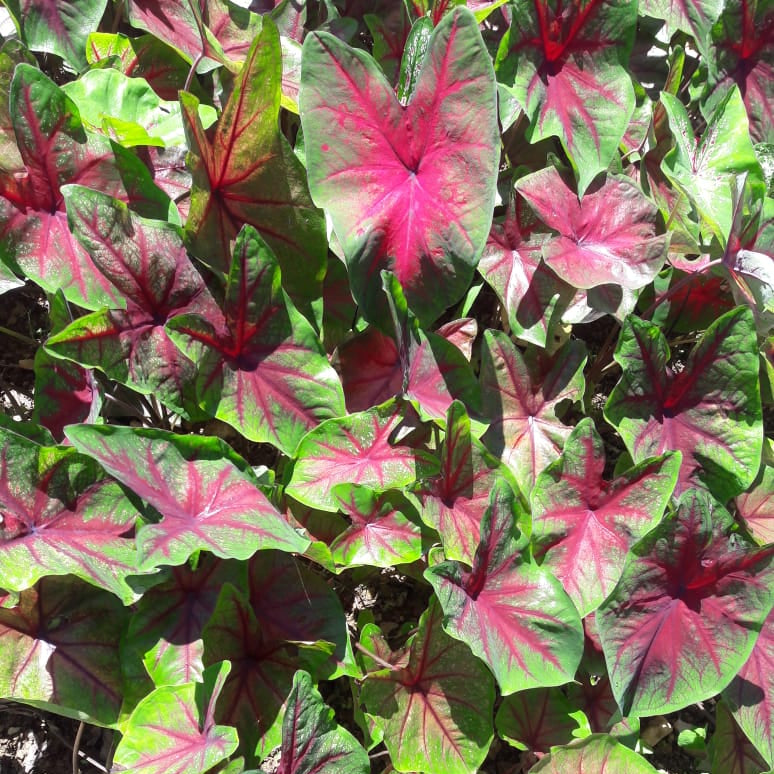  Caladium 'Freida Hemple' (Bulbs)