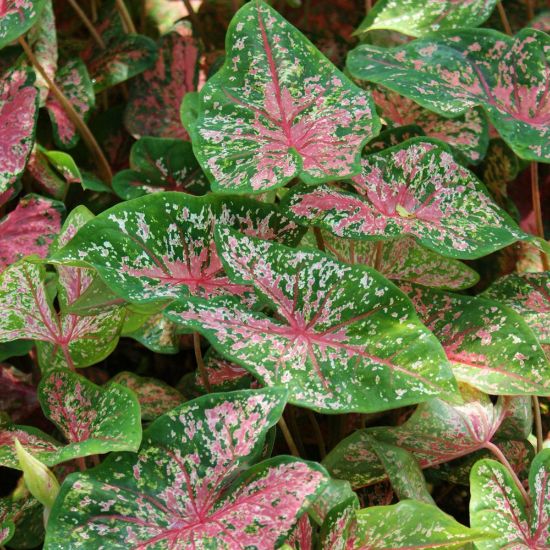  Caladium 'Pink Beauty' Plant