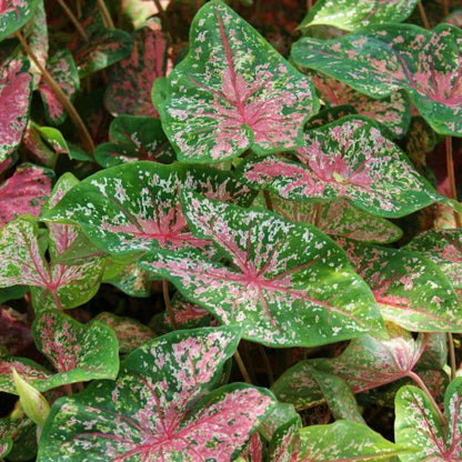 Caladium 'Pink Beauty' Plant