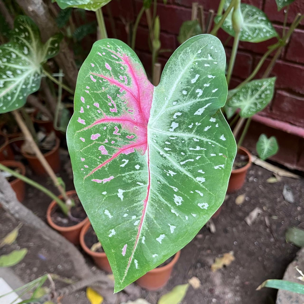  Caladium "Pink Stardust" Plant