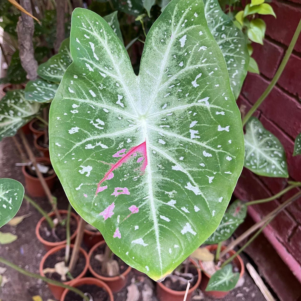  Caladium "Pink Stardust" Plant