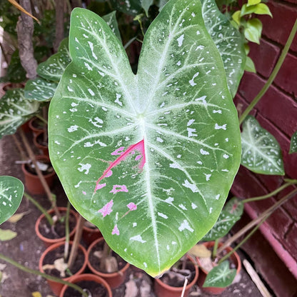  Caladium "Pink Stardust" Plant
