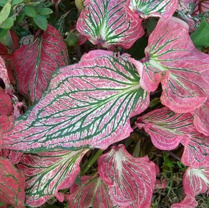  Caladium 'Pink Symphony' Plant