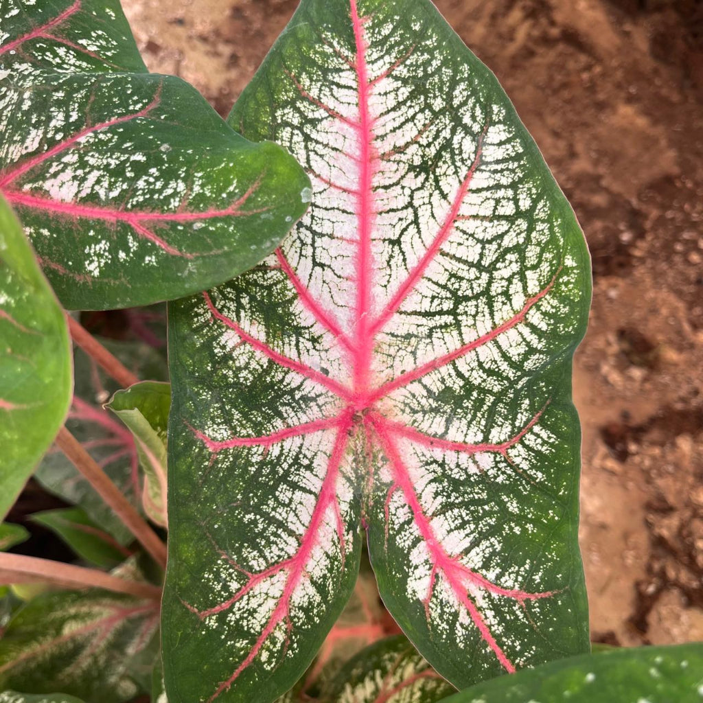  Caladium 'Red Star' Plant