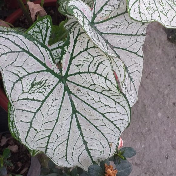  Caladium White Christmas (Bulbs)