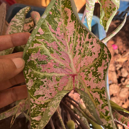  Caladium 'Candyland' Plant