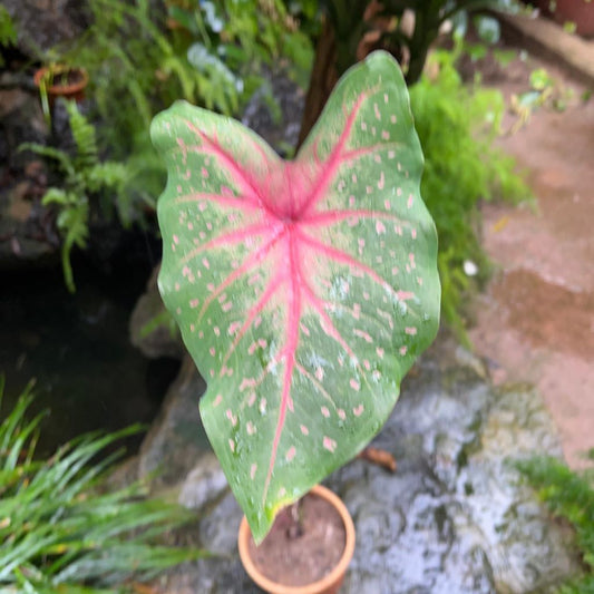  Caladium 'Pink Beauty' Plant