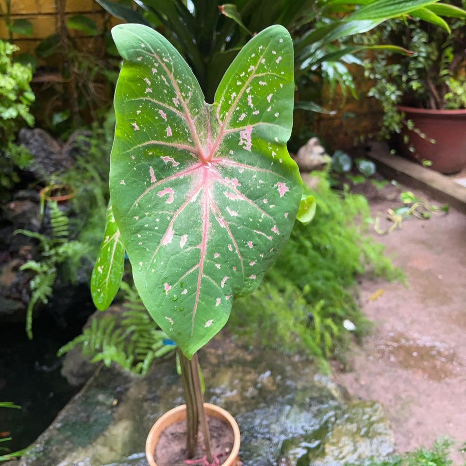  Caladium 'Pink Beauty' Plant