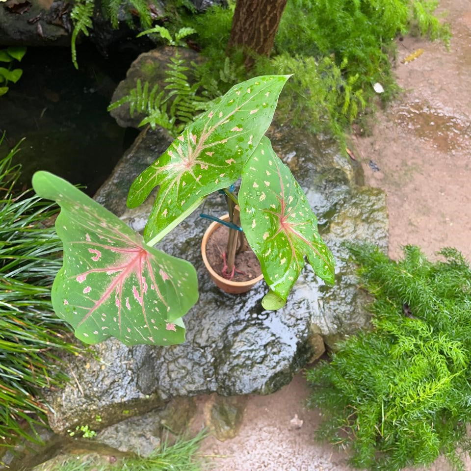  Caladium 'Pink Beauty' Plant