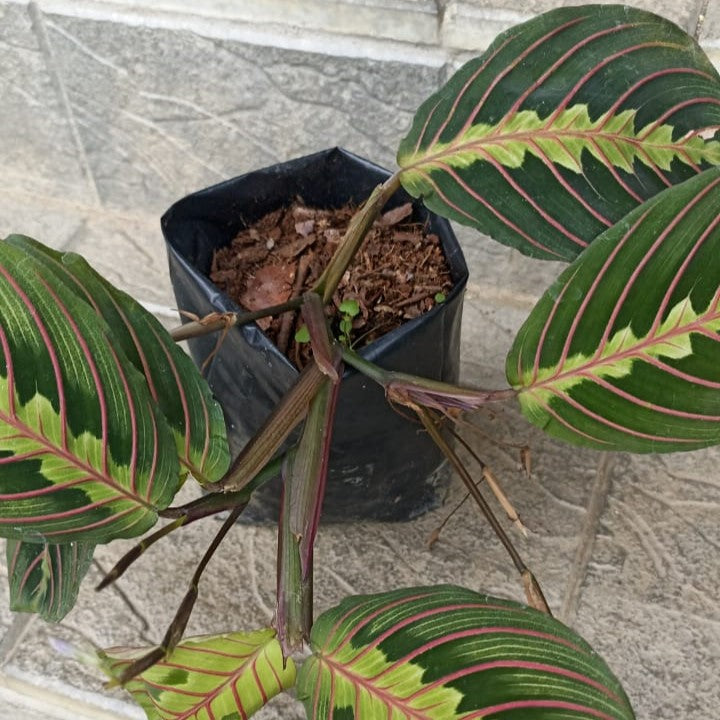  Maranta Leuconeura Fascinator Tricolour Plant