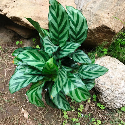  Ctenanthe Burle Marxii Plant