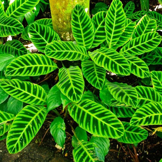  Calathea Zebrina Plant