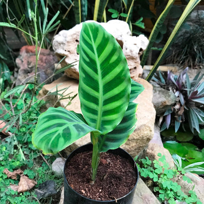  Calathea Zebrina Plant