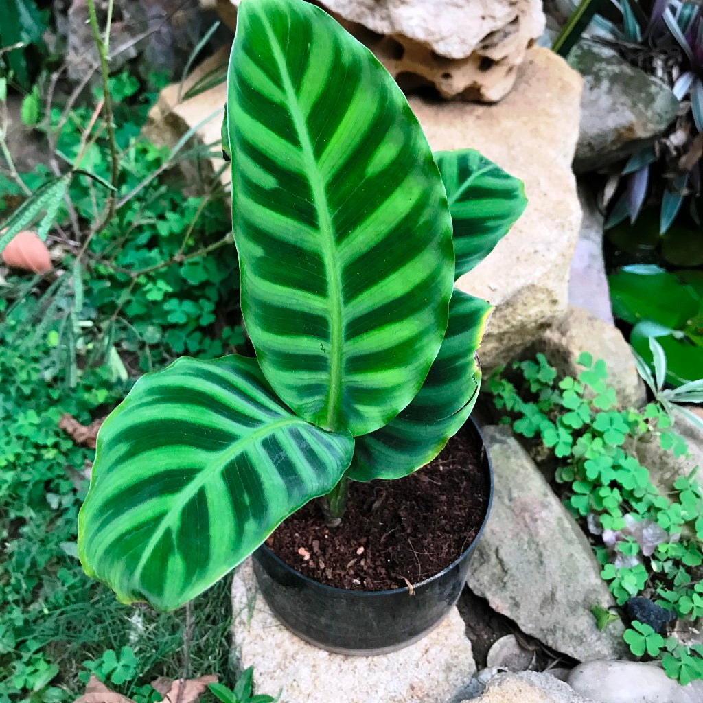  Calathea Zebrina Plant