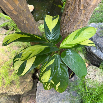  Calathea Gold Mosaic Plant