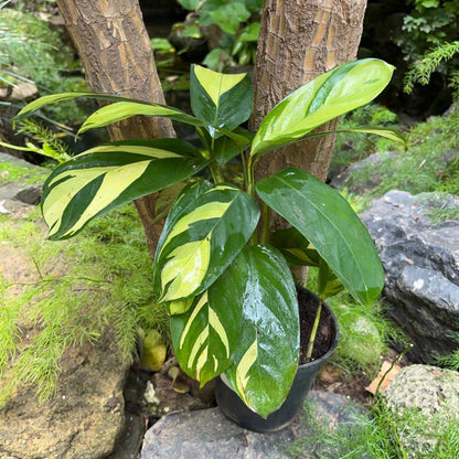  Calathea Gold Mosaic Plant