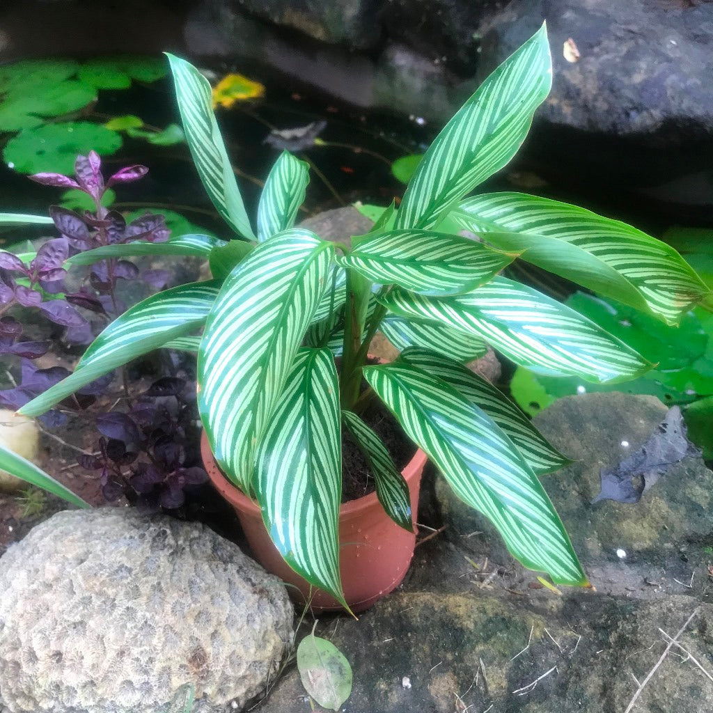  Calathea Majestica Albolineata Plant