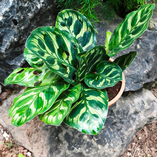  Calathea Makoyana Plant