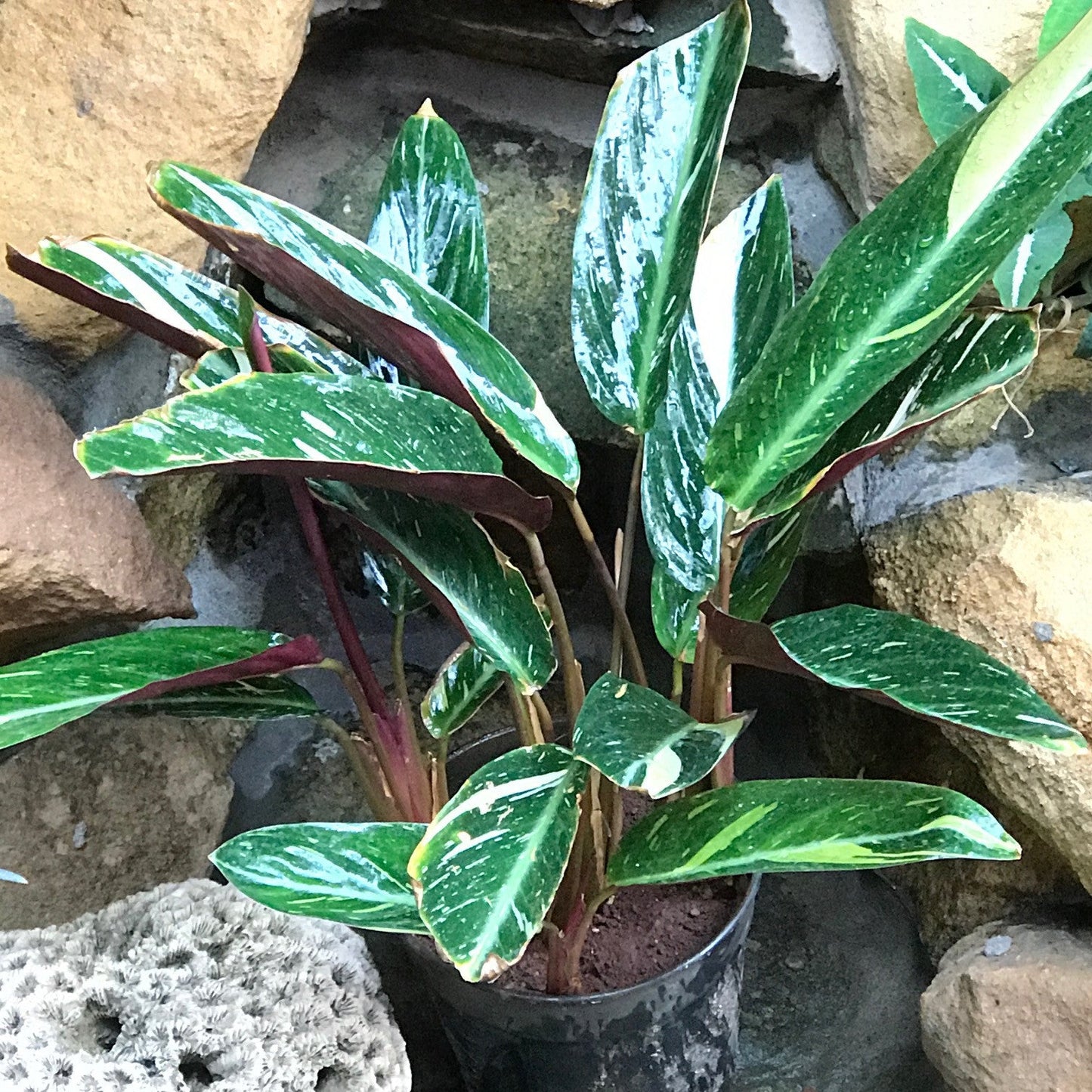  Calathea Picturata Vandenheckei Plant